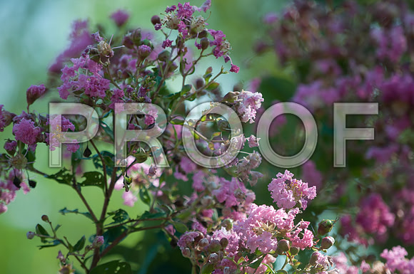 Flowers (c)2017PicsbyJax-0021.jpg