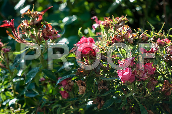 Flowers (c)2017PicsbyJax-0022.jpg