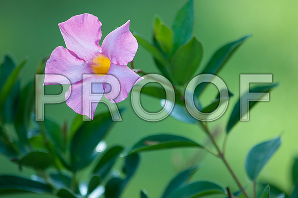 Flowers (c)2017PicsbyJax-0023.jpg