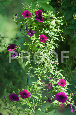 Flowers (c)2017PicsbyJax-0024.jpg