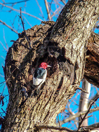 OSJ Meramec Springs-1150308.jpg