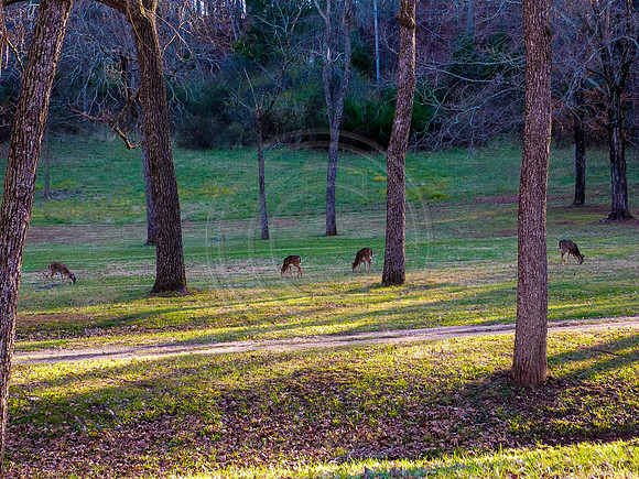 OSJ Meramec Springs-1150359.jpg