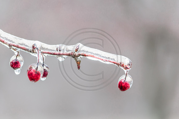 Jupiter Ice Storm- Friday 13, 2017 (c)PicsbyJax whatisee shootandediteveryday picsbyjax-0204-HDR.jpg