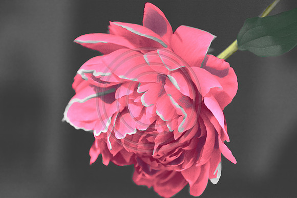 publish_snapshot