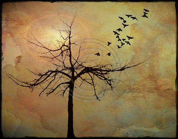 Photo Artistry 11X14 Crop (c)PicsbyJax-2390.jpg