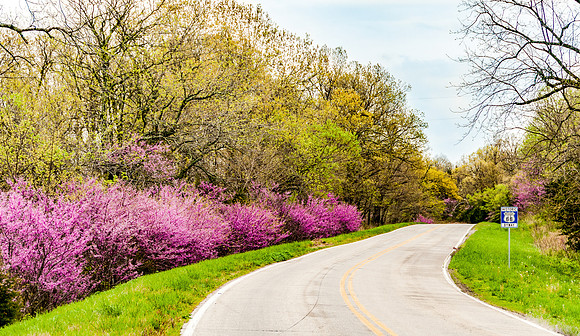Route 66  Redbuds picsbyjax -0842.jpg