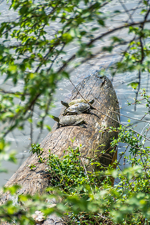 Turtles Sunning in the Roubidoux Creek © PicsbyJax--11.jpg