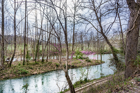Roubidoux Creek Redbuds © PicsbyJax-7886.jpg