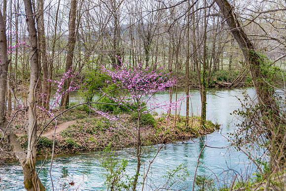 Roubidoux Creek Redbuds © PicsbyJax-7888.jpg