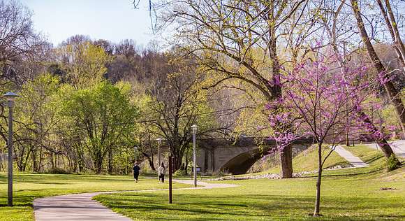 Redbuds in the Park © PicsbyJax--22.jpg