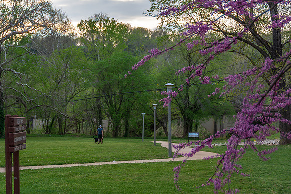 Redbuds at the Roy Laughlin Park © PicsbyJax-4962.jpg