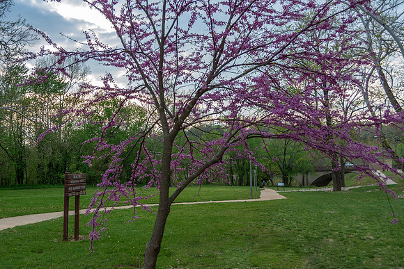 Redbuds at the Roy Laughlin Park© PicsbyJax-4966.jpg