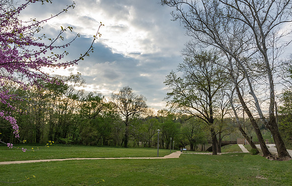 Redbuds at the Roy Laughlin Park © PicsbyJax-4982.jpg