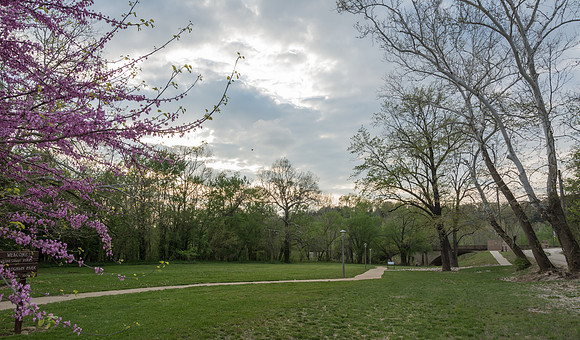 Redbuds at the Roy Laughlin Park © PicsbyJax-4985.jpg