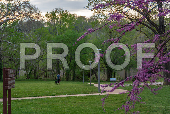 Redbuds in Laughlin Park© PicsbyJax-4962.jpg