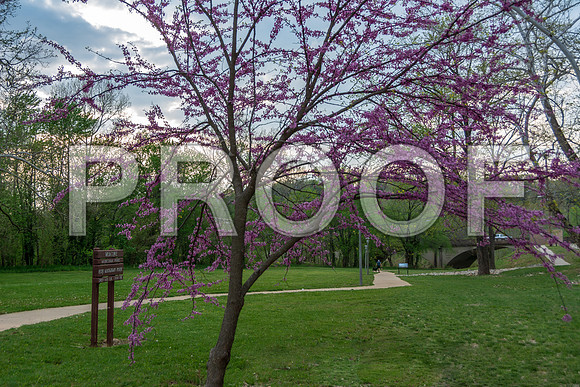 Redbuds in Laughlin Park © PicsbyJax-4966.jpg