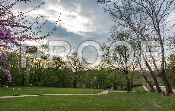 Redbuds in Laughlin Park © PicsbyJax-4982.jpg