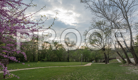 Redbuds in Laughlin Park © PicsbyJax-4985.jpg