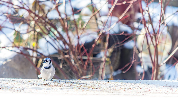 Snow Birds (c)PicsbyJax #snow #birds #wildlife #picsbyjax-0851.jpg