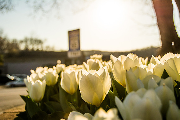 Route 66 - Waynesville, MO (c)2017PicsbyJax #waynesvillemo #signage #tulips #route66 #plantersofpulaskicountygardenclub #getyourpicsonroute66 #picsbyjax-7429.jpg