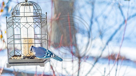 Snow Birds (c)PicsbyJax #snow #birds #wildlife #picsbyjax-0854.jpg