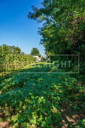 JAX_0040.jpg