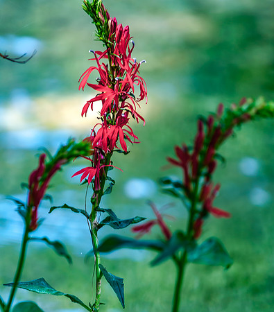 DSC_0285.jpg