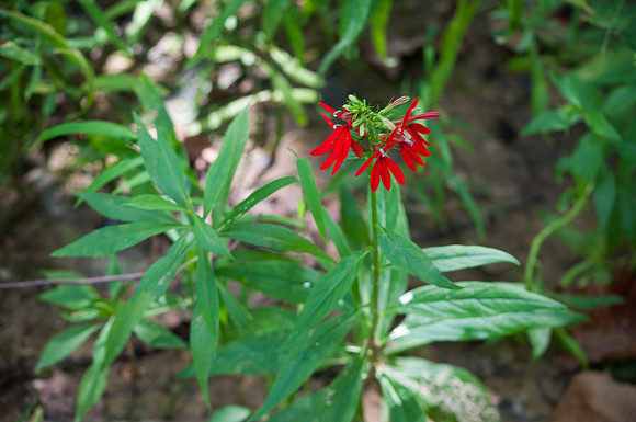 DSC_0286.jpg