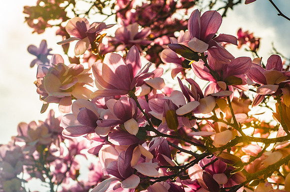 Early Spring (c)2017PicsbyJax #springissprung #tooearly #shootandediteveryday #takethepicsyoucantnottake #whatisee #picsbyjax-0198.jpg