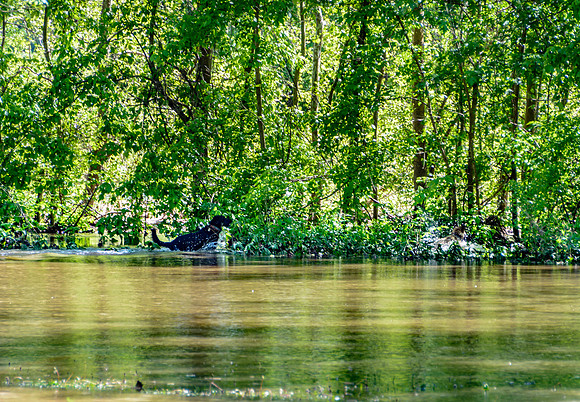 Roubidoux Creek Floods April 27, 2017 (c)PicsbyJax-9554.jpg