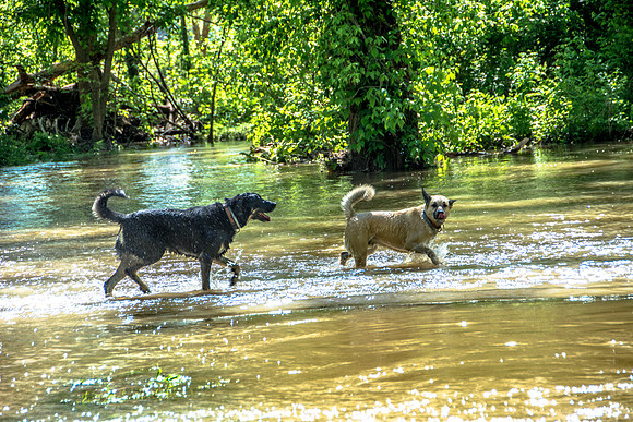 Roubidoux Creek Floods April 27, 2017 (c)PicsbyJax-9557.jpg