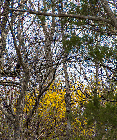 Searching for Spring (c)Picsbyjax #spring #flowers #roubidoux #creek #picsbyjax-3204.jpg
