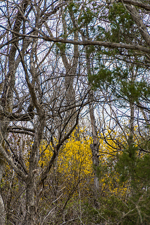 Searching for Spring (c)Picsbyjax #spring #flowers #roubidoux #creek #picsbyjax-3205.jpg