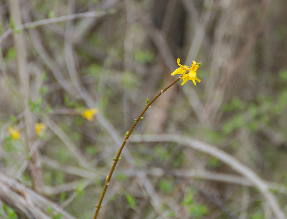 Searching for Spring (c)Picsbyjax #spring #flowers #roubidoux #creek #picsbyjax-3295.jpg