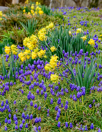 Searching for Spring (c)Picsbyjax #spring #flowers #roubidoux #creek #picsbyjax-3296.jpg
