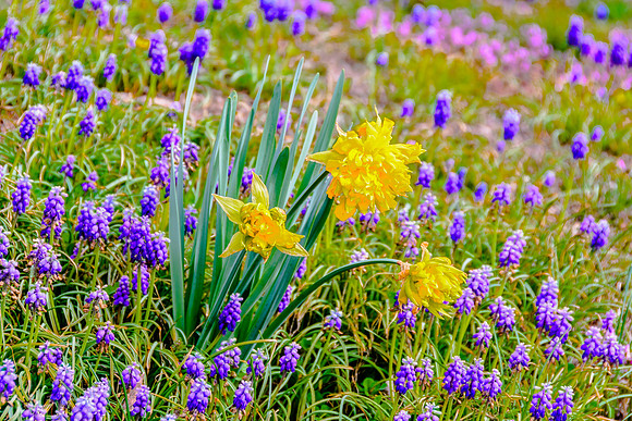 Searching for Spring (c)Picsbyjax #spring #flowers #roubidoux #creek #picsbyjax-3300.jpg