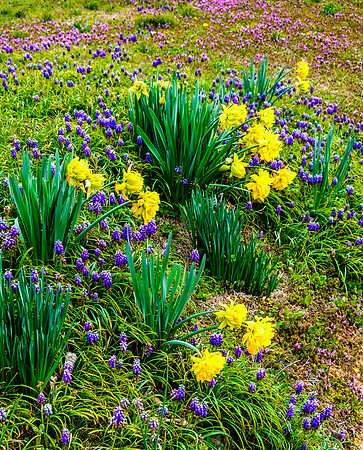Searching for Spring (c)Picsbyjax #spring #flowers #roubidoux #creek #picsbyjax-3312.jpg