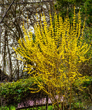 Searching for Spring (c)Picsbyjax #spring #flowers #roubidoux #creek #picsbyjax-3319.jpg
