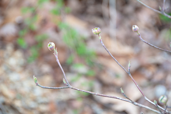 Spring 2018 (c)PicsbyJax #spring #buds-3503.jpg