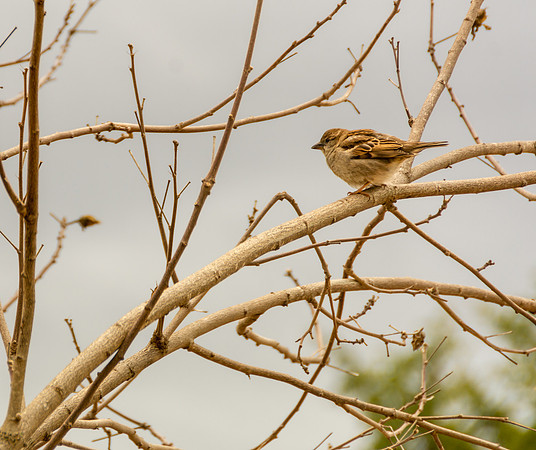Spring 2018 (c)PicsbyJax #spring #buds-3504.jpg