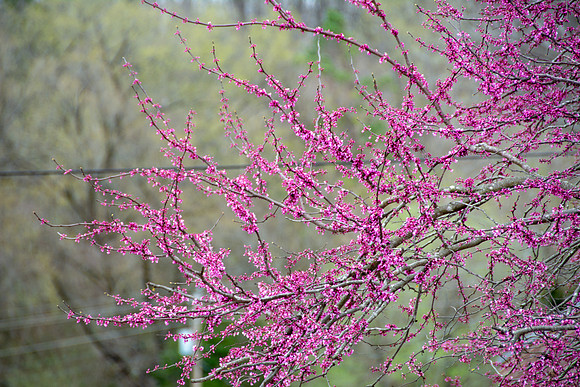 Spring 2018 (c)PicsbyJax #spring #buds-3506.jpg