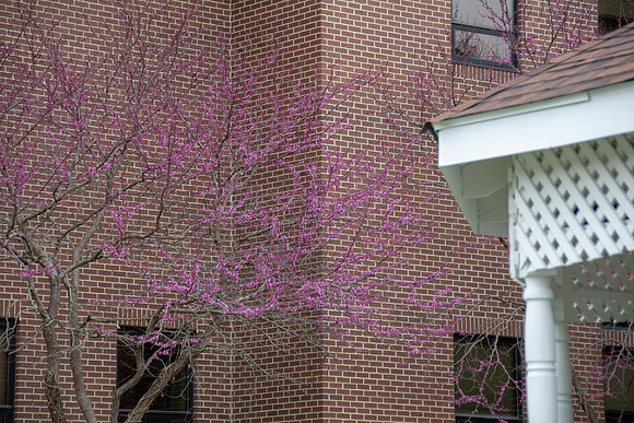 Spring 2018 (c)PicsbyJax #spring #buds-3509.jpg