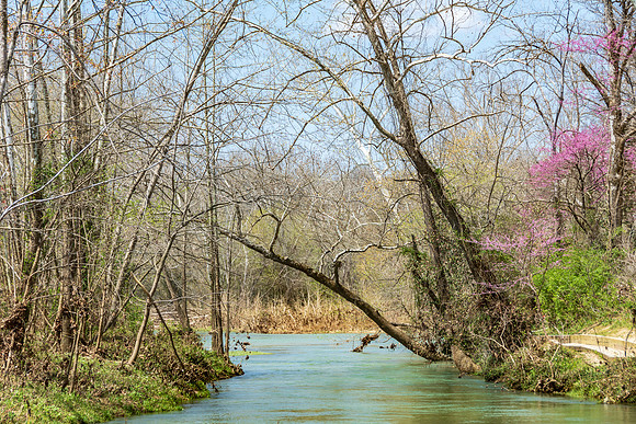 Spring Beauty 2018 (c)PicsbyJax-3974.jpg
