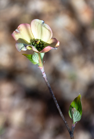 Spring Beauty 2018 (c)PicsbyJax-4540.jpg