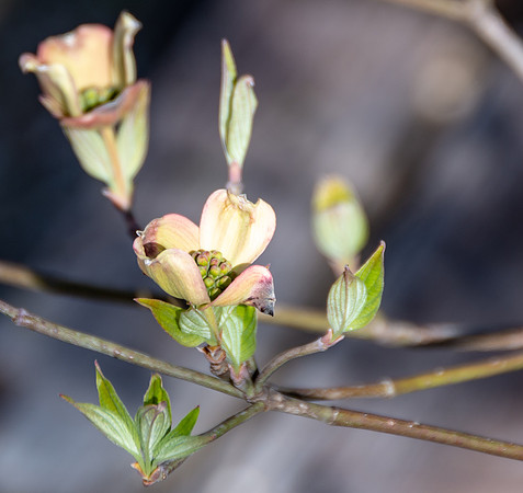 Spring Beauty 2018 (c)PicsbyJax-4542.jpg