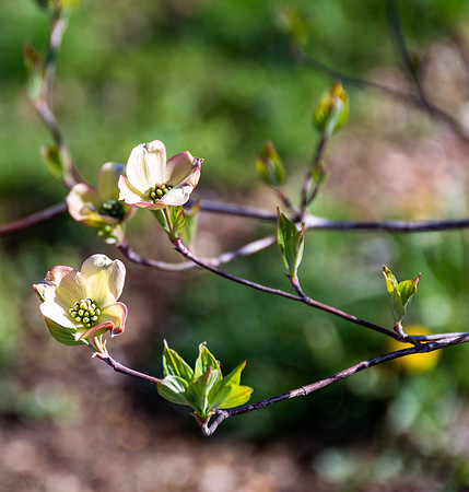 Spring Beauty 2018 (c)PicsbyJax-4546.jpg