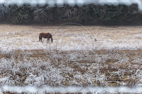Jupiter Ice Storm- Saturday 14, 2017 (c)PicsbyJax whatisee shootandediteveryday picsbyjax-0025.jpg