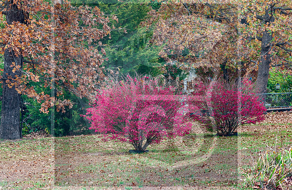 Fall - Waynesville, MO 2020 © Pics by Jax-0006.jpg