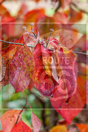 Fall - Waynesville, MO 2020 © Pics by Jax-0015.jpg