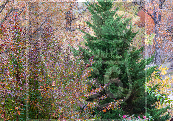 Fall - Waynesville, MO 2020 © Pics by Jax-0019.jpg